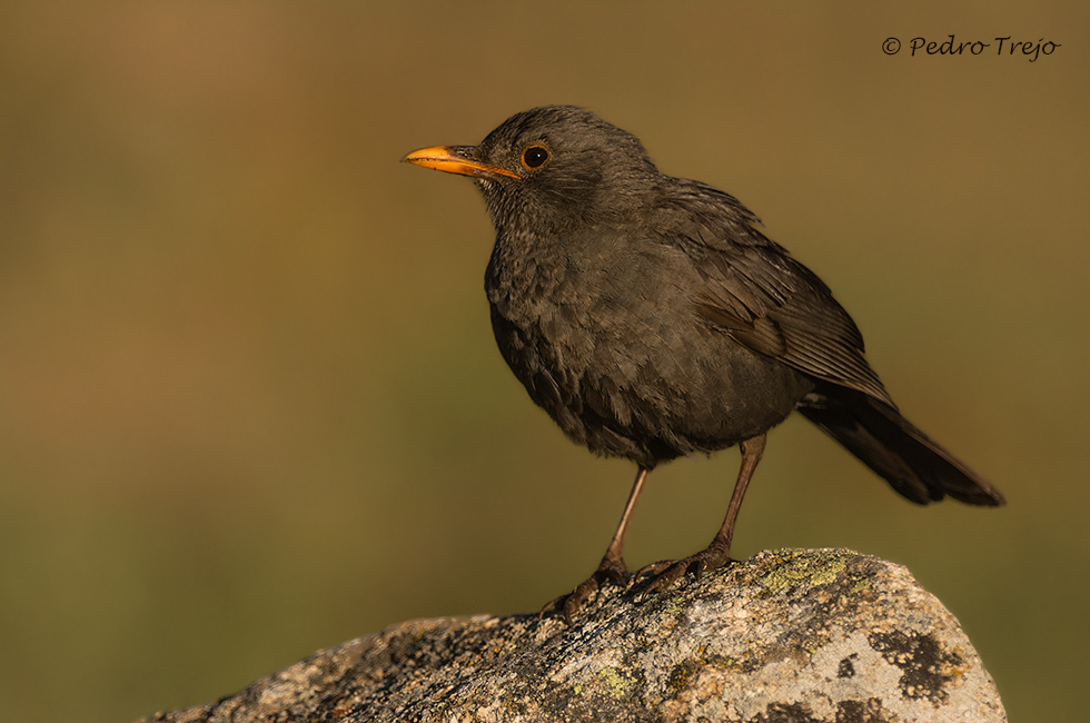 Mirlo común (Turdus merula)